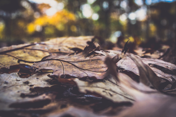 Closeup dried leaves on ground Stock Photo