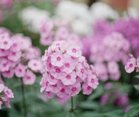 Closeup fresh fragile blooming flowers Stock Photo