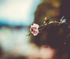 Closeup of little rose Stock Photo