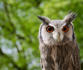 Closeup of wild owl in nature Stock Photo