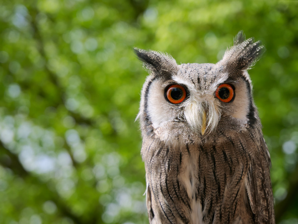 Closeup of wild owl in nature Stock Photo