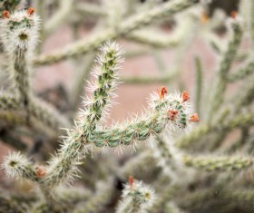 Closeup thorny cactus in nature Stock Photo
