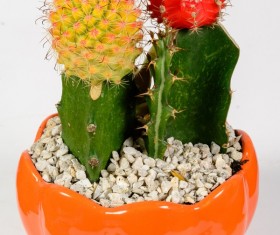 Colored cactus potted Stock Photo