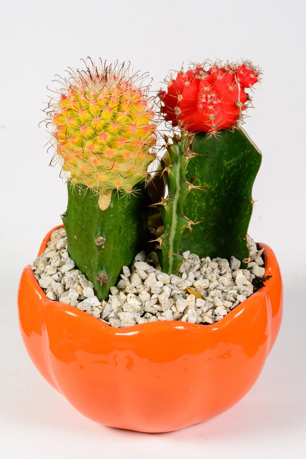 Colored cactus potted Stock Photo