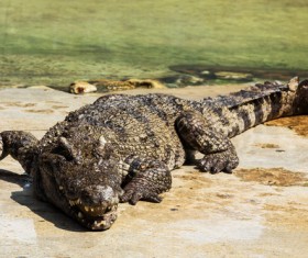 Crocodile on shore Stock Photo