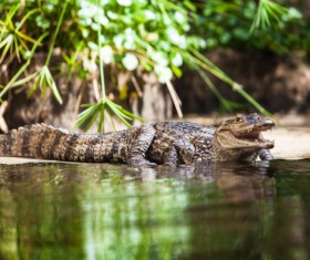 Crocodile on the river bank Stock Photo