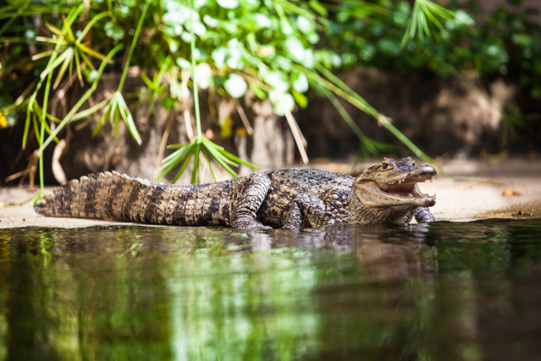 Crocodile on the river bank Stock Photo