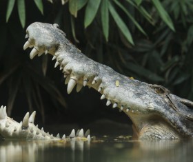Crocodile open mouth Stock Photo