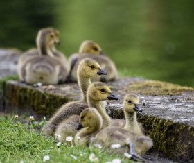 Cute Branta bernicla young bird Stock Photo
