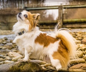 Cute butterfly dog Stock Photo