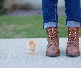 Cute little chick and owner Stock Photo