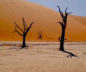 Dried leafless trees on desert Stock Photo