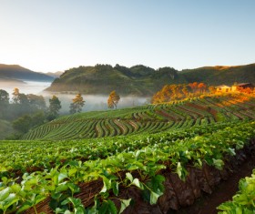 Farm in the mountains Stock Photo 01