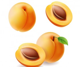 Fresh apricot illustration vector