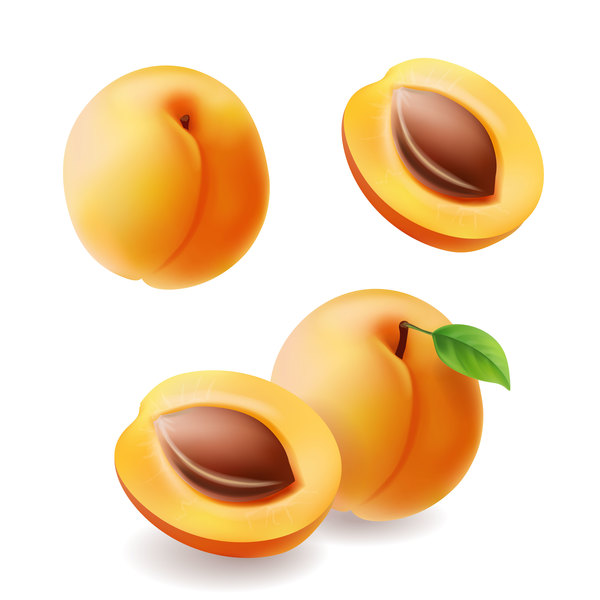 Fresh apricot illustration vector