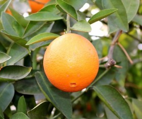 Fresh citrus on the orange tree Stock Photo