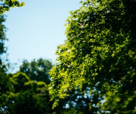 Fresh green trees under sunlight Stock Photo