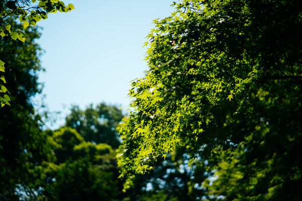 Fresh green trees under sunlight Stock Photo