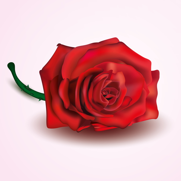 Fresh rose design vector material