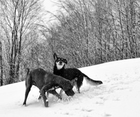 German Great Dane playing in the snow Stock Photo