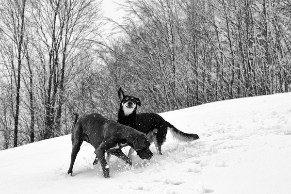 German Great Dane playing in the snow Stock Photo