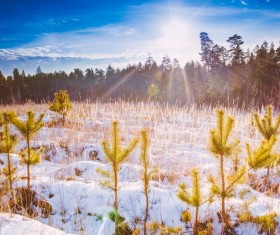 Glaring sunshine and beautiful winter snow scene Stock Photo 05