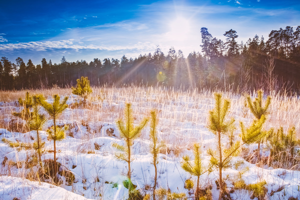 Glaring sunshine and beautiful winter snow scene Stock Photo 05