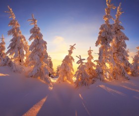 Glaring sunshine and beautiful winter snow scene Stock Photo 06