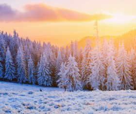 Glaring sunshine and beautiful winter snow scene Stock Photo 07