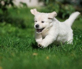 Happy dog on the grass Stock Photo