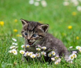 Kitten call out Stock Photo