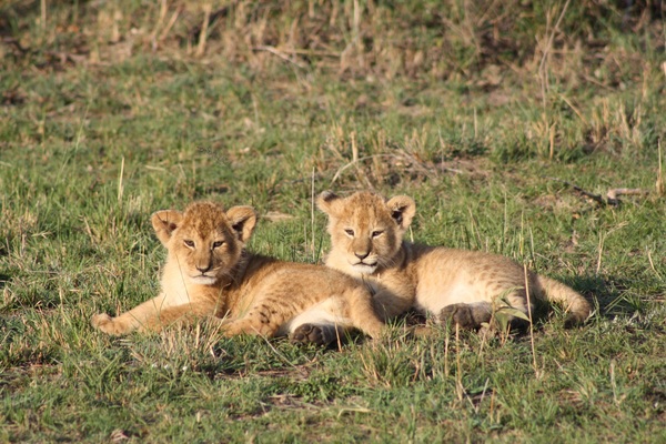Lion cubs Stock Photo