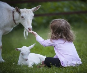 Little girl feeding goats Stock Photo