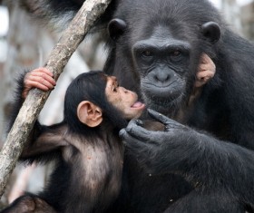 Little orangutan playing Stock Photo