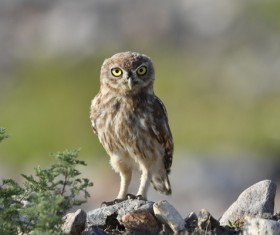Longitudinal abdominal striae small Owl Stock Photo