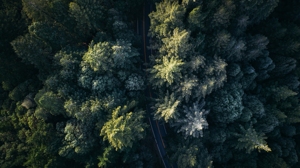 Luxuriant green trees from high view Stock Photo