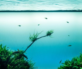 Marine wildlife under clear water Stock Photo