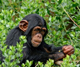 Orangutan in the grass Stock Photo