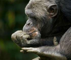 Pensive gorilla Stock Photo