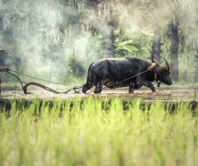 Plow the peasants Stock Photo 01