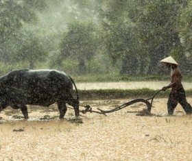 Plow the peasants Stock Photo 02