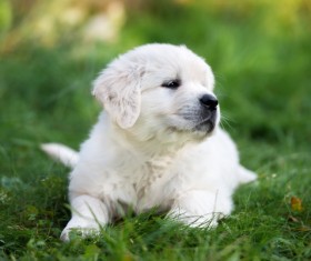 Puppy lying on the grass Stock Photo