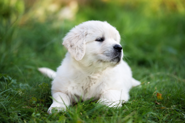Puppy lying on the grass Stock Photo