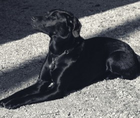 Pure black labrador dog Stock Photo