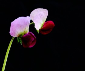 Purple pea flowers Stock Photo