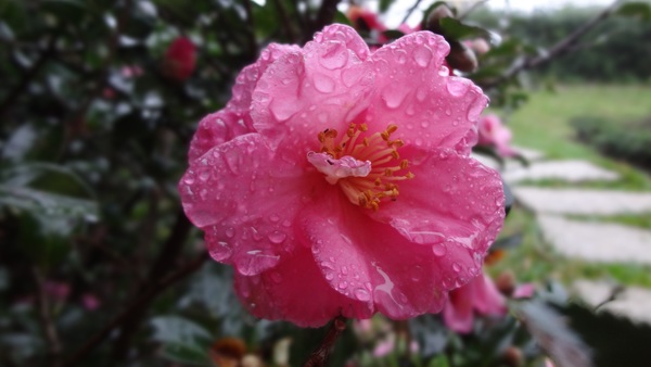 Raindrop mountain Camellia Stock Photo