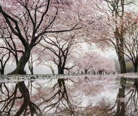Reflection of beautiful cherry blossom on water surface Stock Photo
