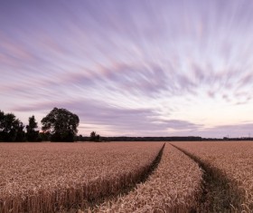 Ripe golden wheat field Stock Photo