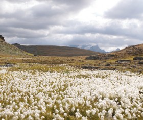 Rolling hills and wildflowers Stock Photo