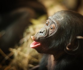 Screaming little orangutan Stock Photo